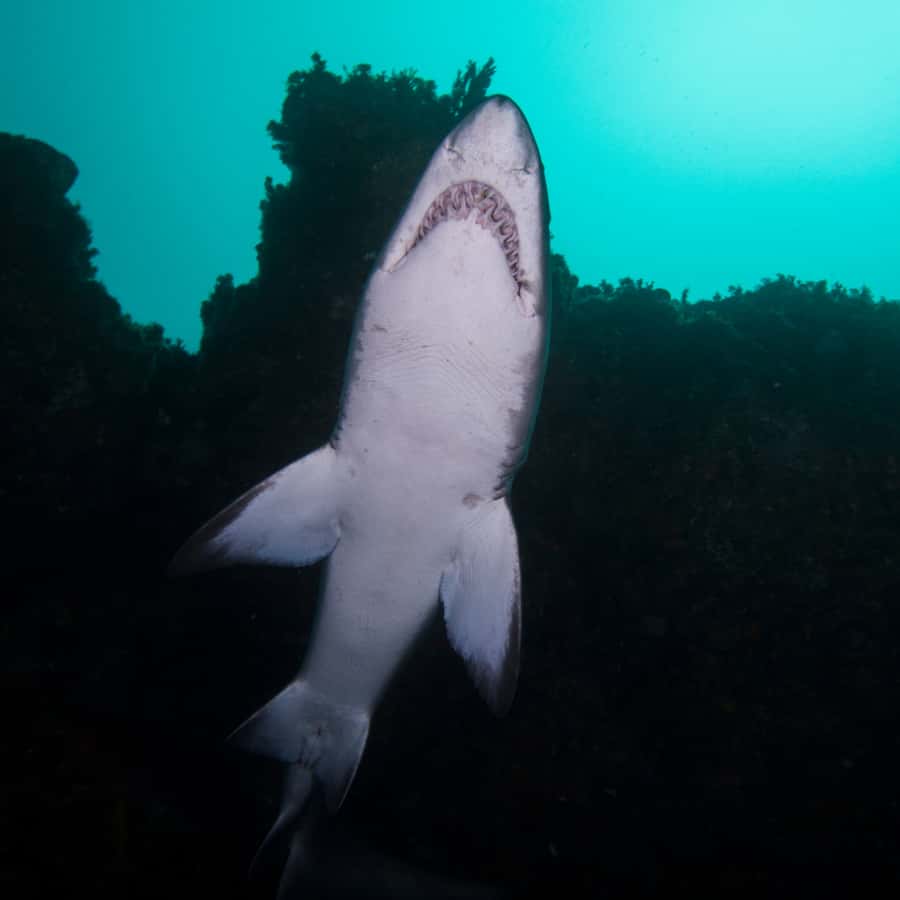 Bondi: Shark Dive at Bushrangers Bay for Certified Divers - Two Shore Dives at Bushrangers Bay: What to Expect Underwater