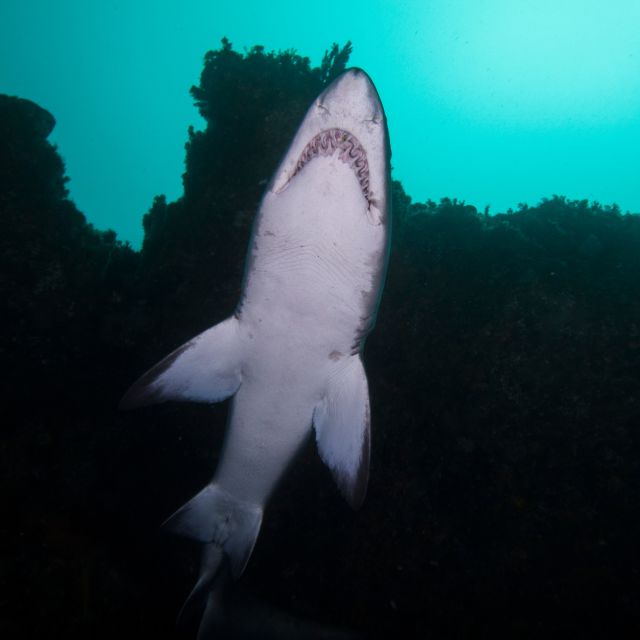 Bondi: Shark Dive at Bushrangers Bay for Certified Divers - Gear and Packing: Light Day, One Smart Checklist