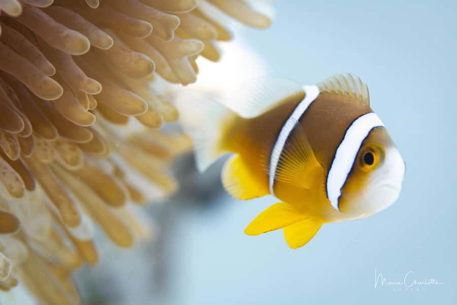 Bora Bora: 1 afternoon dive for certified divers - Gear is included, but your preparation decides how smooth it feels