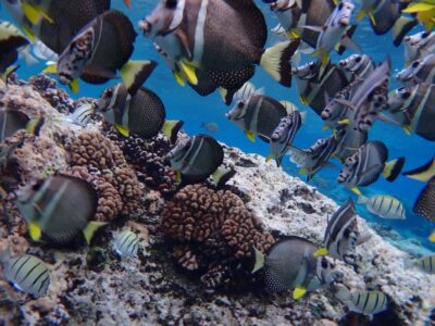 Bora Bora: Introductory Dive - From Pickup to Briefing: How the 2 Hours Typically Flow