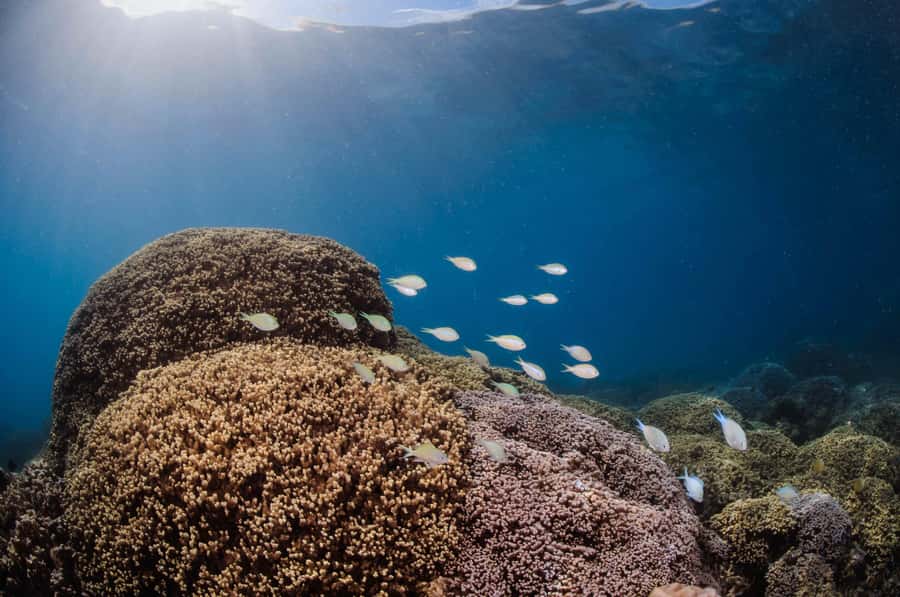 Bora Bora: Introductory Dive - Price and Value: What $147 Includes (and What It Doesn’t)