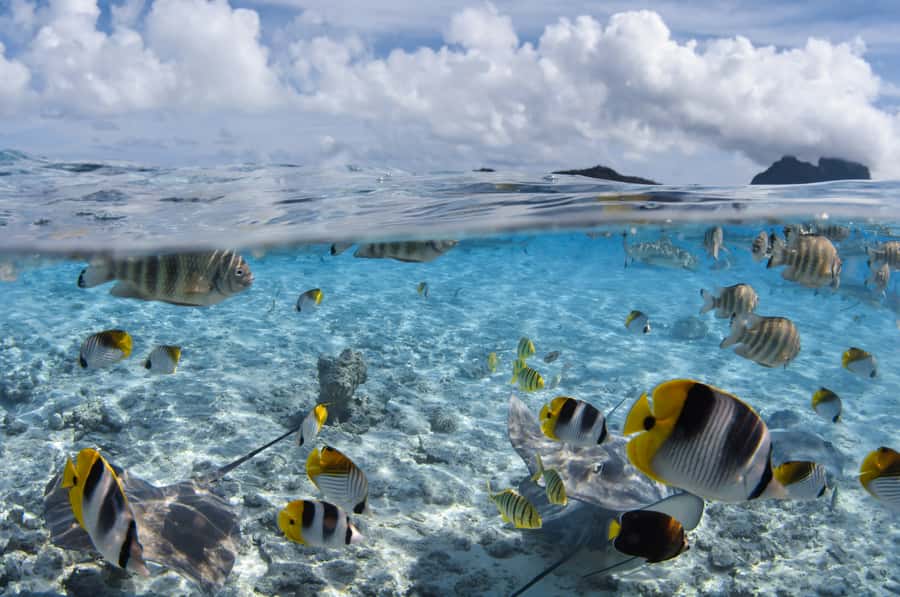Bora Bora: Introductory Dive - Who Should Book This Intro Session (and Who Should Skip It)