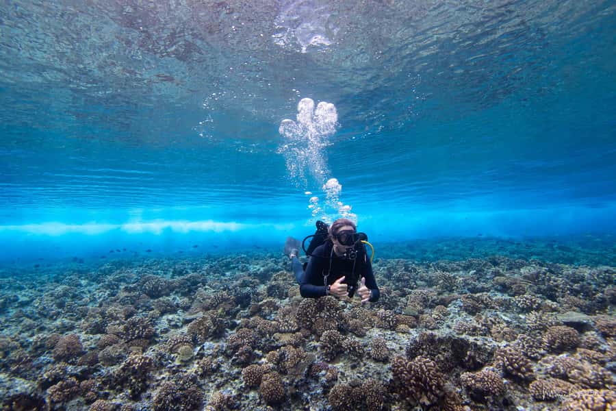 Bora Bora: Morning 2 tank dive for certified divers - Key points I’d use to decide fast