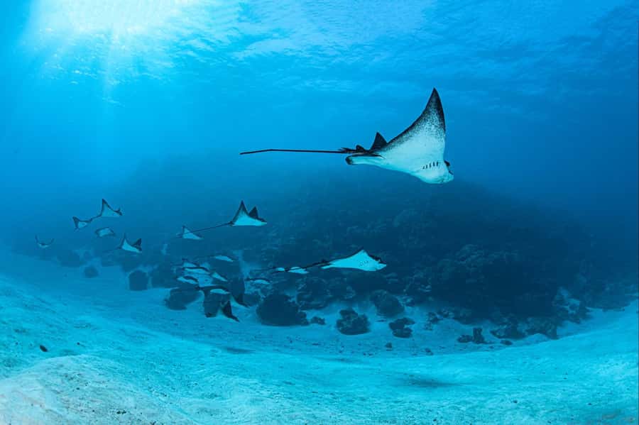 Bora Bora: Morning 2 tank dive for certified divers - Gear prep and the briefing that keeps things smooth