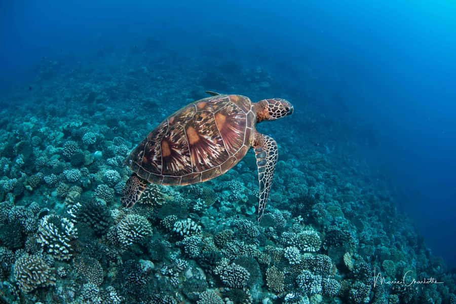 Bora Bora: Morning 2 tank dive for certified divers - Common Bora Bora underwater spots you might visit