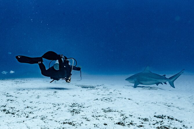 Bull Shark Dive in Playa del Carmen – Dive Machine Experience - Key highlights that matter before you go