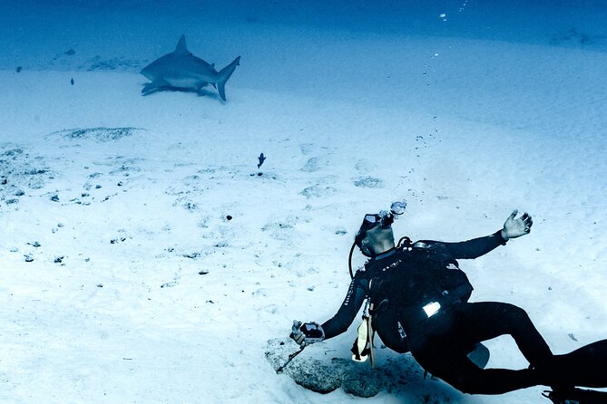 Bull Shark Dive in Playa del Carmen – Dive Machine Experience - Your 8:00 am meeting and what happens before you go