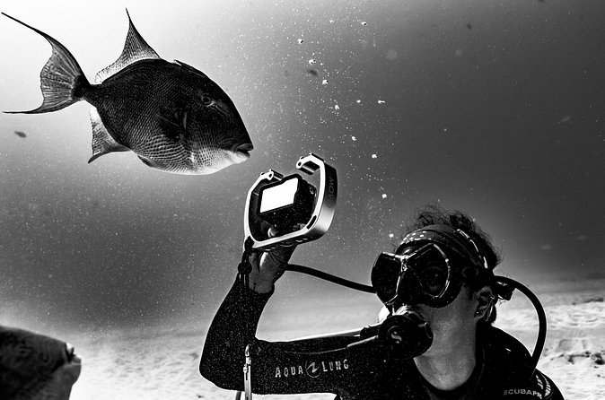 Bull Shark Dive in Playa del Carmen – Dive Machine Experience - Price and what you’re actually paying for ($199 + $500 MXN fee tax)
