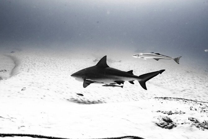 Bull Shark Dive in Playa del Carmen – Dive Machine Experience - Regroup on the boat with snacks and a reset