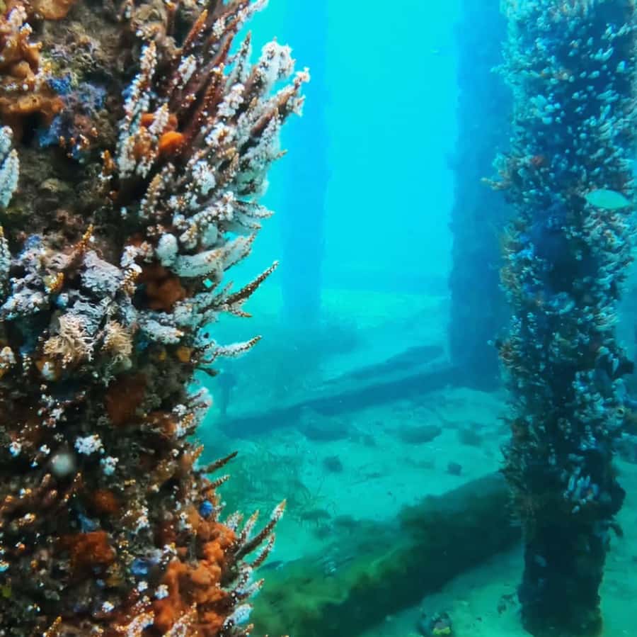 Busselton: Jetty Scuba Dive Tours with Underwater Sculptures - Key highlights you’ll feel from the start