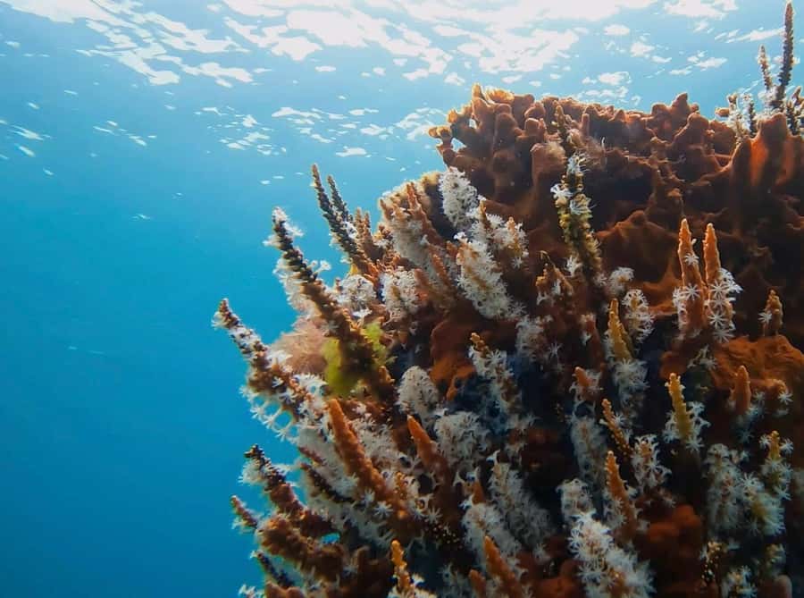 Busselton: Jetty Scuba Dive Tours with Underwater Sculptures - Gear, briefing, and safety at a max depth of 9m