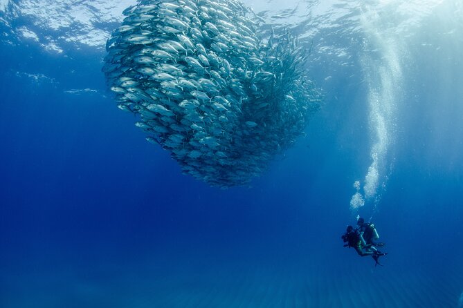 Cabo Pulmo 2 Tank Certified Dive with Lunch - Cabo Pulmo Marine Preserve: why the marine life is the real star