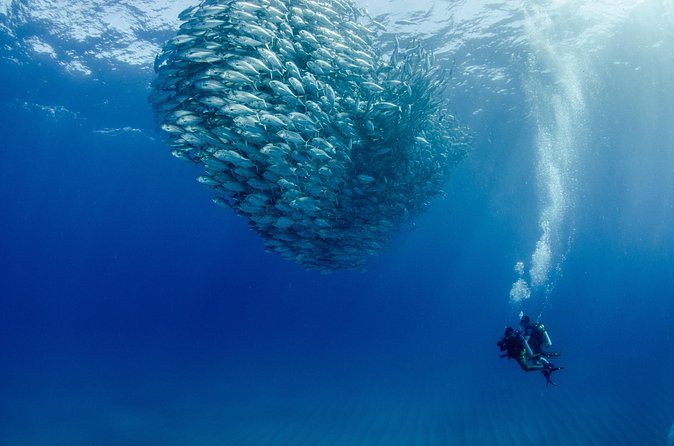 Cabo Pulmo 2 Tank Certified Dive with Lunch - Who should book this Cabo Pulmo 2-tank program—and who should skip it