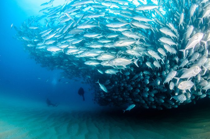Cabo Pulmo 2 Tank Certified Dive with Lunch - Should you book this Cabo Pulmo 2-tank scuba tour?