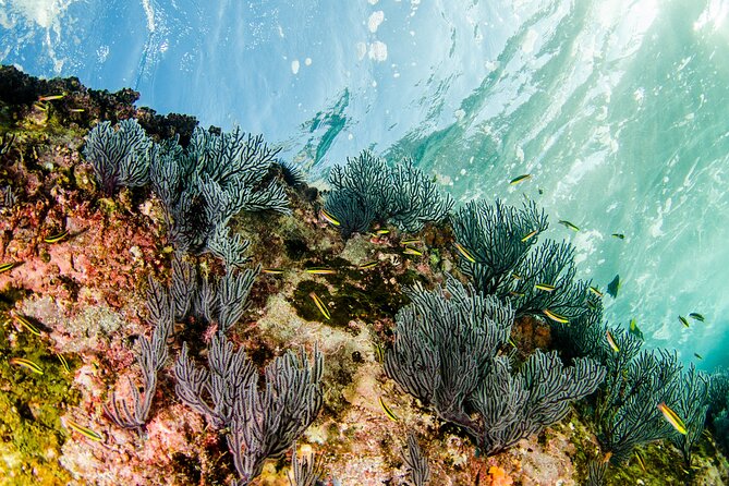 Cabo Pulmo 2 Tank Certified Dive with Lunch - FAQ