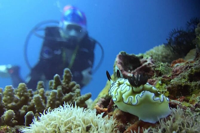Cabo San Lucas 2 Tank Scuba Diving - Cabo San Lucas Marine Park or the Corridor: The Visibility-First Strategy