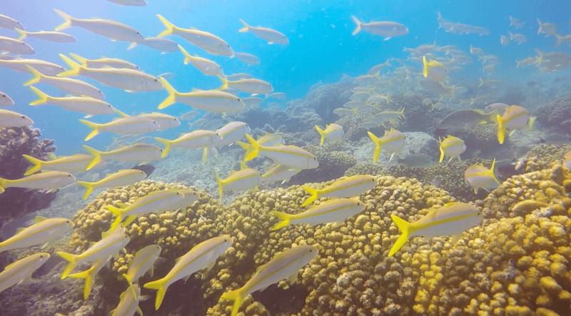 Cabo San Lucas: Beginners Diving Experience w/ Water & Snack - What to Bring (and What to Avoid) for a Smooth Experience
