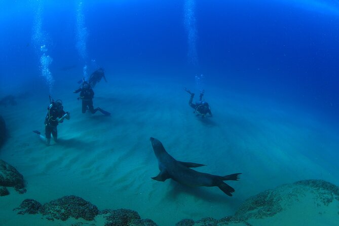 Cabo San Lucas Certified 2 Tank Dive at the Famous Arch and Land's End - Land’s End underwater scenes: sand falls, a wreck, and caves