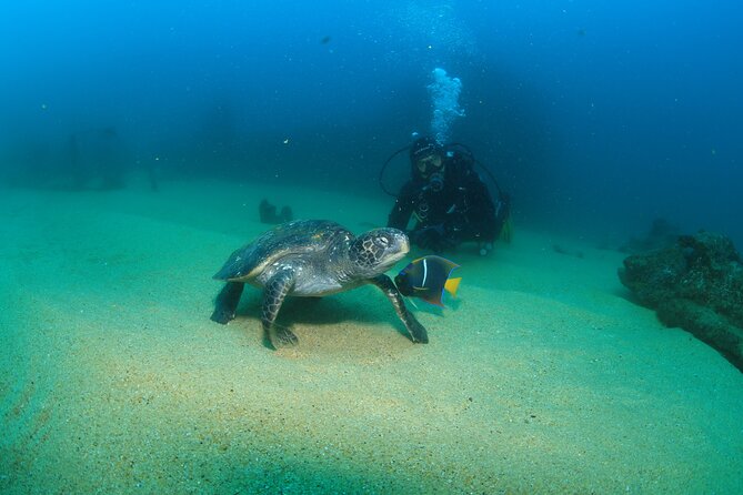 Cabo San Lucas Certified 2 Tank Dive at the Famous Arch and Land's End - The guide’s ecosystem lesson: why it’s more than narration