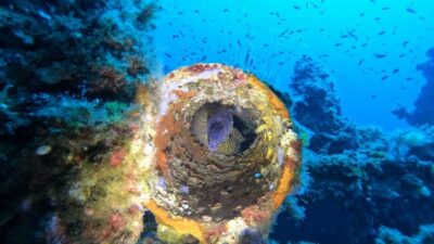 Cagliari: Discover scuba diving for Beginners - Equipment and the NADD beginner lesson: what you learn before you go under