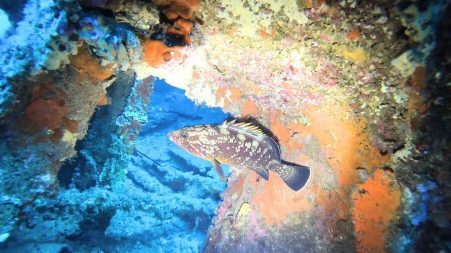 Cagliari: Discover scuba diving for Beginners - Boat ride realities: what to expect from the dinghy transfer