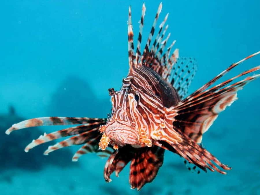 Cairns: 2-Day Great Barrier Reef Dive and Snorkel Boat Trip - Day 1: morning departure, snorkel time, and your first reef contact