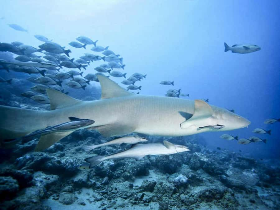 Cairns: 2-Day Great Barrier Reef Dive and Snorkel Boat Trip - If you’re doing scuba: guidance, equipment, and the importance of the medical check