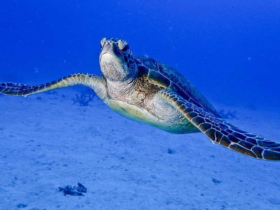Cairns: 2-Day Great Barrier Reef Dive and Snorkel Boat Trip - Night-time underwater wildlife: what changes after sunset