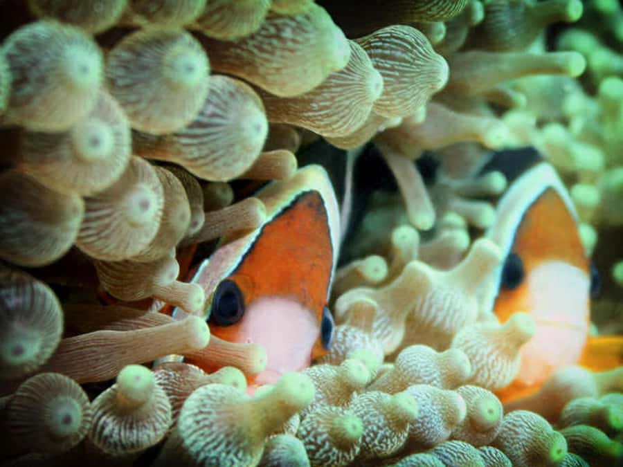 Cairns: 2-Day Great Barrier Reef Dive and Snorkel Boat Trip - Price and value: snorkeling-only vs paid-on-board scuba