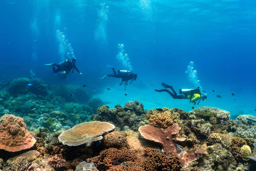 Cairns: 4-Day PADI Open Water Course - Coral, sea life, and the rules that keep it all safe