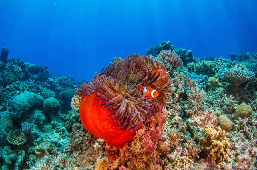 Cairns: Best Value All-inclusive Reef Trip With Scuba Dive - Who Should Book This Trip (and Who Might Want Another Option)