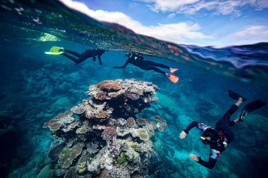Cairns: Great Barrier Reef Premium Diving Full Day Tour - Reef stop #1: coral gardens and the fish you came for