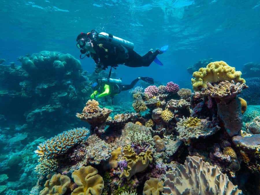 Cairns: Green Island Full-Day Tour with Diving - Who this Green Island reef tour suits best