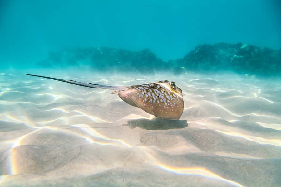 Cairns: Outer and Coral Cay Snorkel and Dive Cruise - Is It Worth $183? Where the Value Comes From