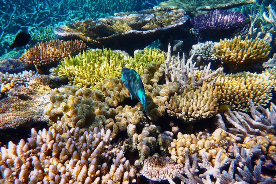 Cairns: Outer and Coral Cay Snorkel and Dive Cruise - Adventure Drift Snorkel and Fish Feeding: Why the Guides Matter