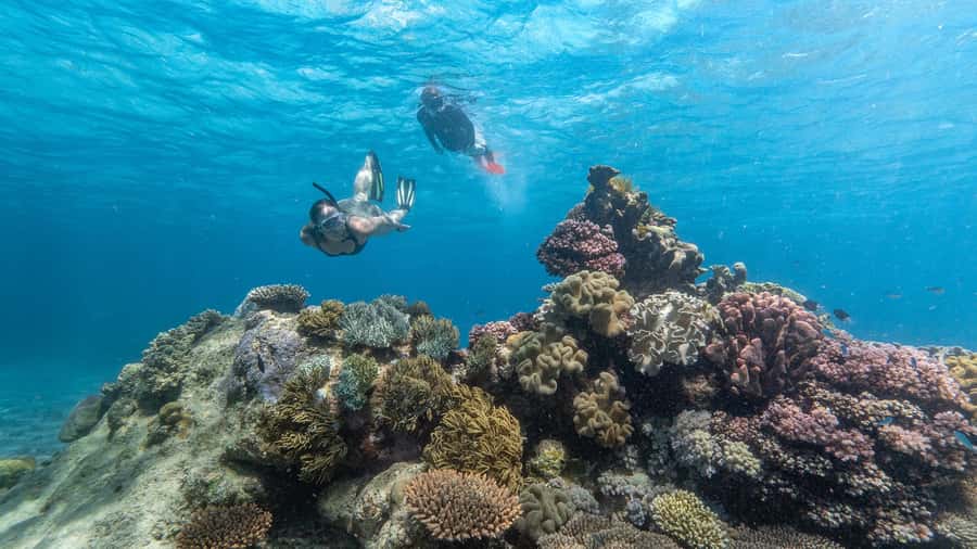 Cairns: Premium Snorkelling and Diving Reef Day Trip - Key things that make this reef day work