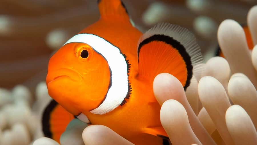 Cairns: Premium Snorkelling and Diving Reef Day Trip - What to bring (and what to skip) for an easy day