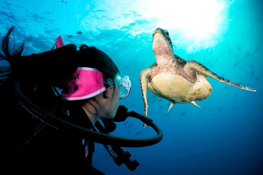 Cairns: Pro Dive Great Barrier Reef 3 Day/2 Night Dive Trip - On-Board Life in Cairns: AC Cabins, Fresh Meals, and a Tight Group