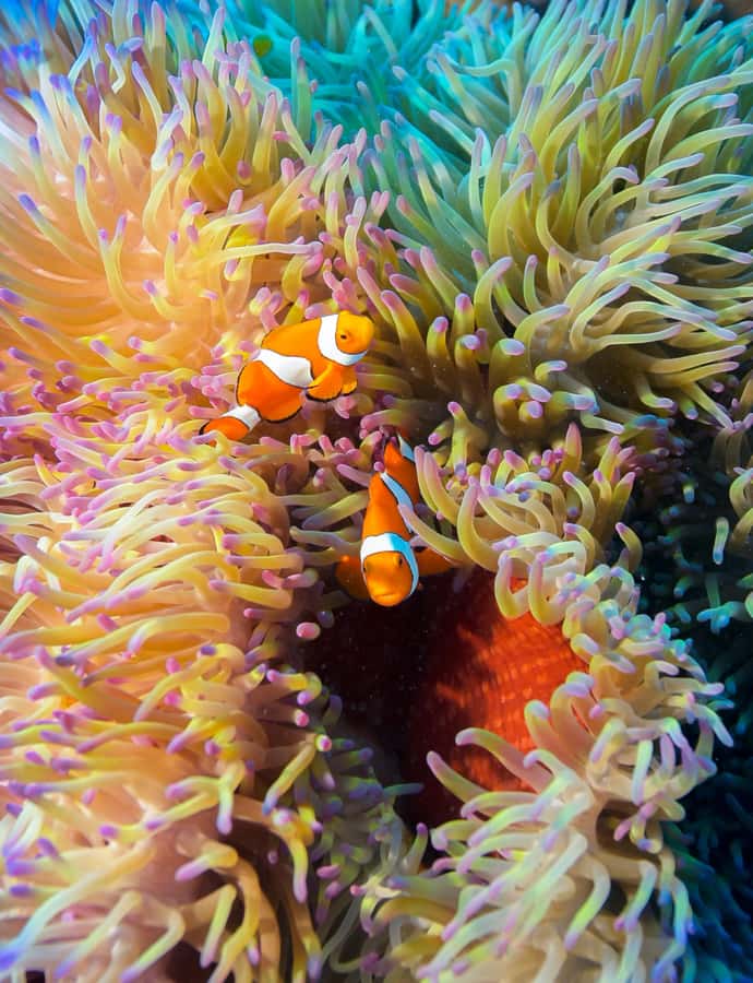 Cairns: Pro Dive Great Barrier Reef 3 Day/2 Night Dive Trip - Should You Book This Cairns 3-Day/2-Night Outer Reef Trip?