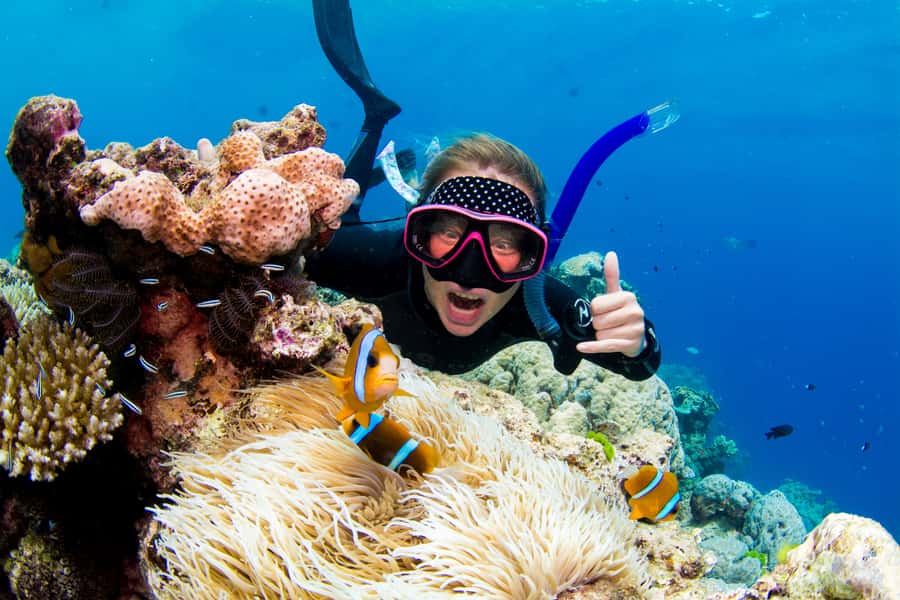 Cairns: Snorkelling and Diving Reef Day Trip - From Cairns Marina to the Norman, Saxon, and Hastings reefs