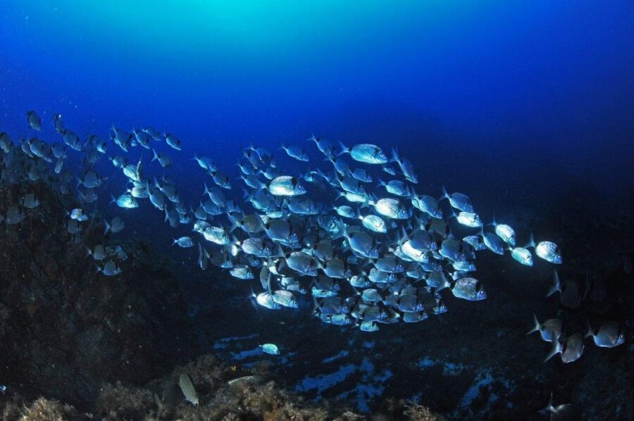 Calvi: Introduction to Diving Dive with an Instructor - Finding Hippocampe Plongée Calvi at Port de Plaisance