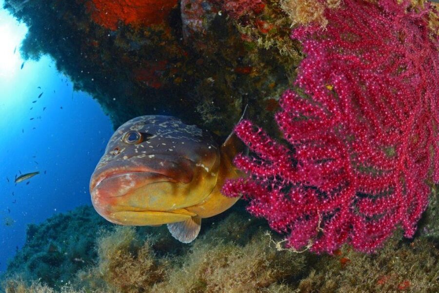 Calvi: Introduction to Diving Dive with an Instructor - Who This Is Best For (and Who Should Skip It)