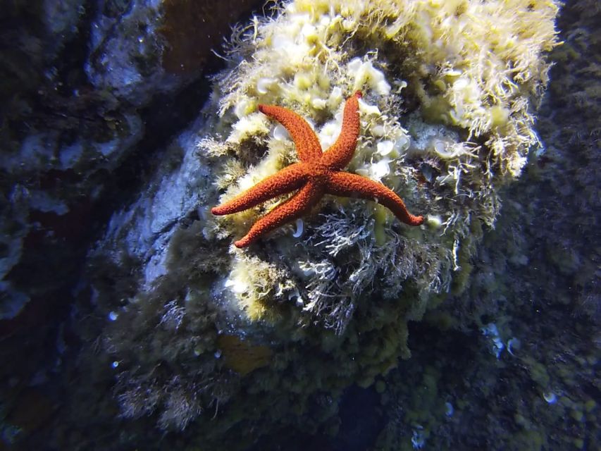 Calvi: Introduction to Diving Dive with an Instructor - The 30-Minute Intro: Gear, Buoyancy, and Equalizing