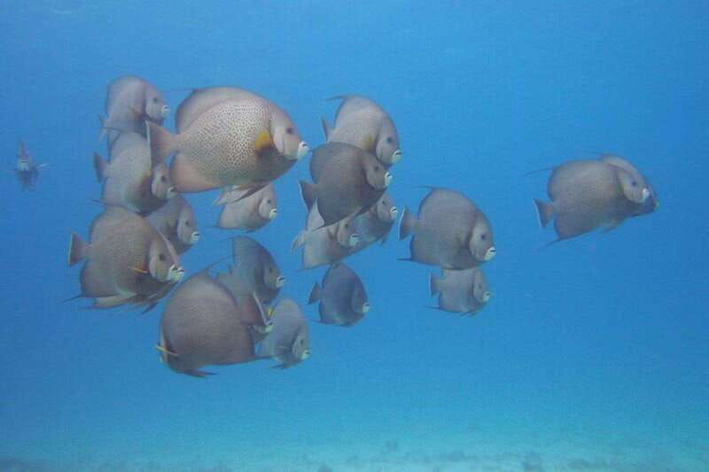 Cancun: Beginner Scuba Diving at Underwater Museum - What “beginner-friendly” really means here (PADI-led, max 4)