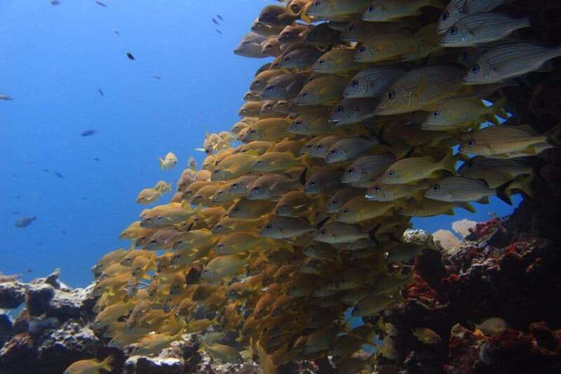 Cancun: Dive Underwater Museum & Manchones Reef - Key highlights you’ll care about