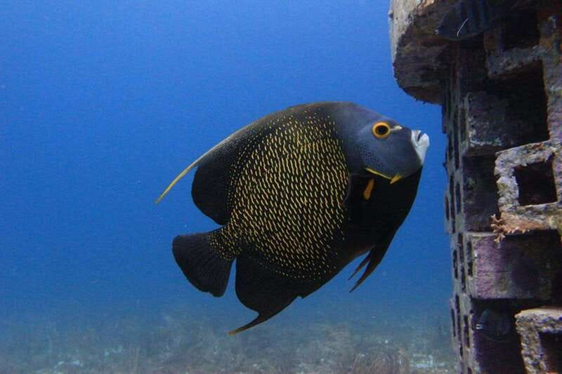 Cancun: Dive Underwater Museum & Manchones Reef - Manchones Reef: second session for real marine-life spotting
