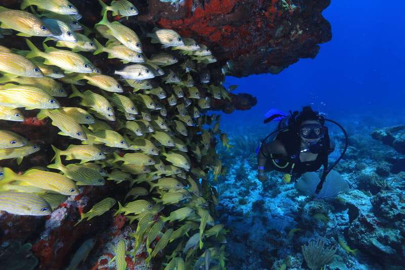 Cancun: Scuba Diving for Beginners, 2 Dives - Who This Is Best For (And Who Should Skip It)
