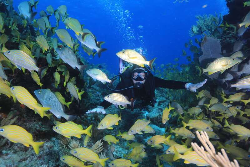 Cancun: Scuba Diving for Certified Divers, 3 options to dive - Option 2: Punta Cancun reefs outside the bay (15–17 meters) for stronger comfort
