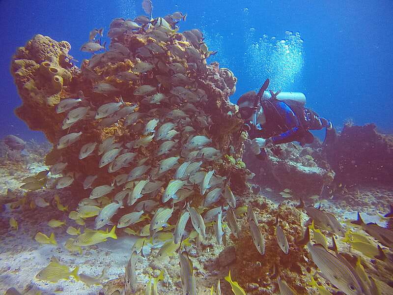 Cancun: Scuba Diving for Certified Divers, 3 options to dive - Price and value: $161 plus the 500-peso entrance fee
