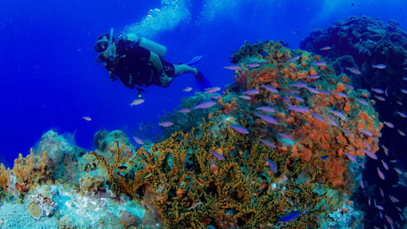 Cancún: Underwater Museum & Reef for Certified Scuba Divers - Price and what you get for your $98